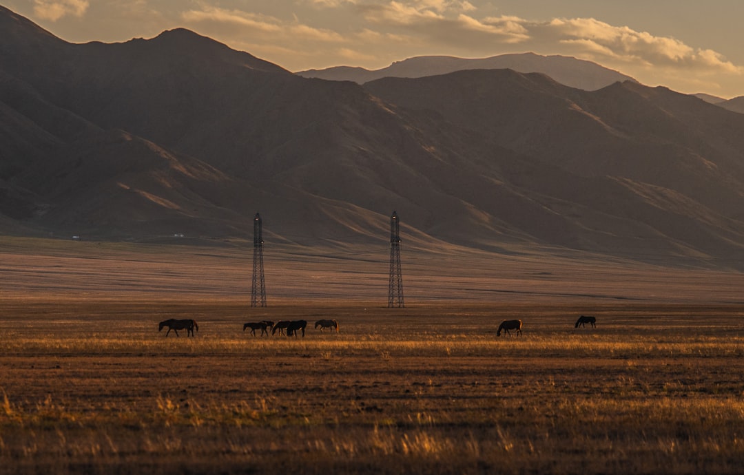 wild horses grazing on a vast prairie at sunrise